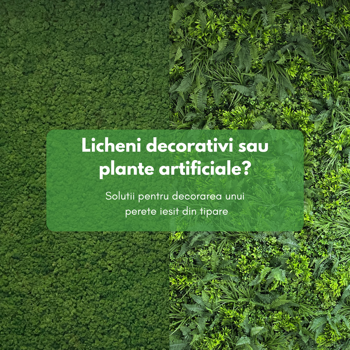 🎨 Licheni decorativi sau plante artificiale? Soluții pentru un perete decorativ care iese din tipare