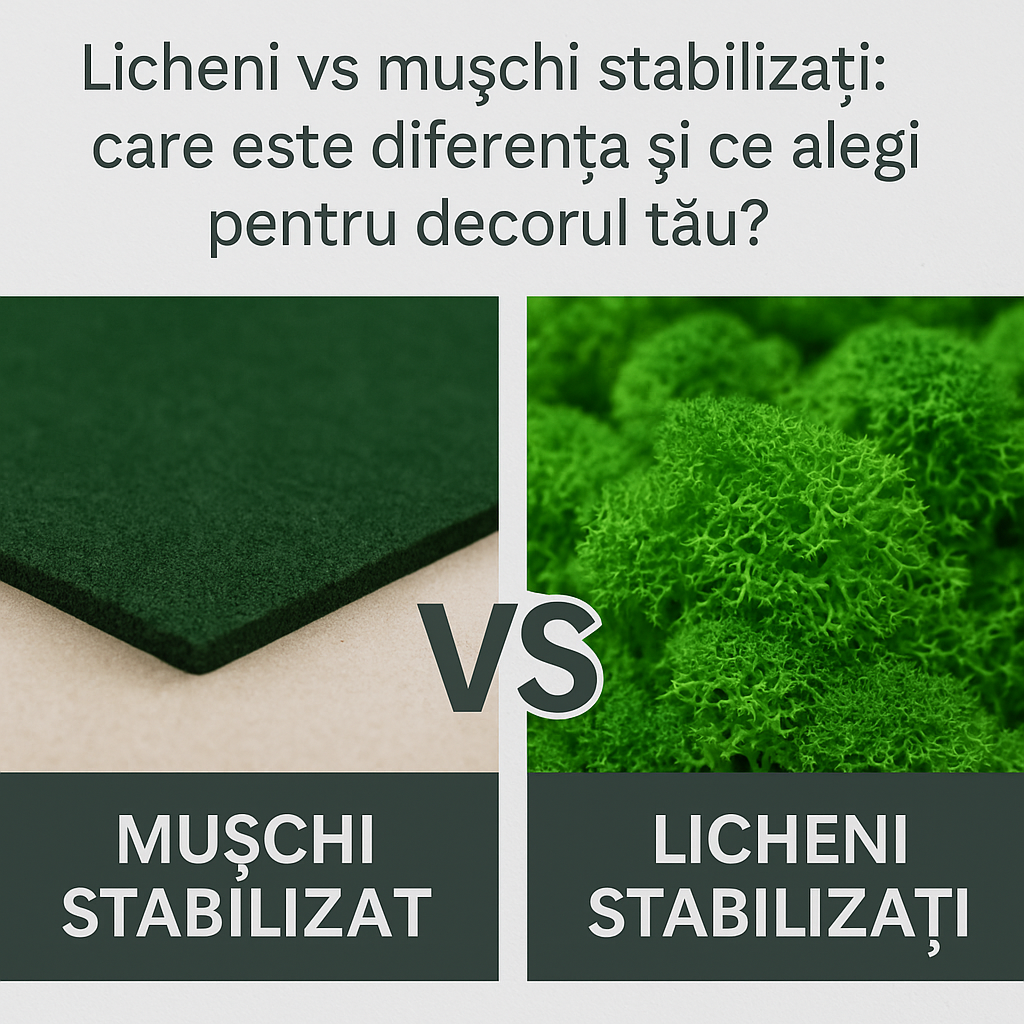 Licheni vs mușchi stabilizați: care este diferența și ce alegi pentru decorul tău?