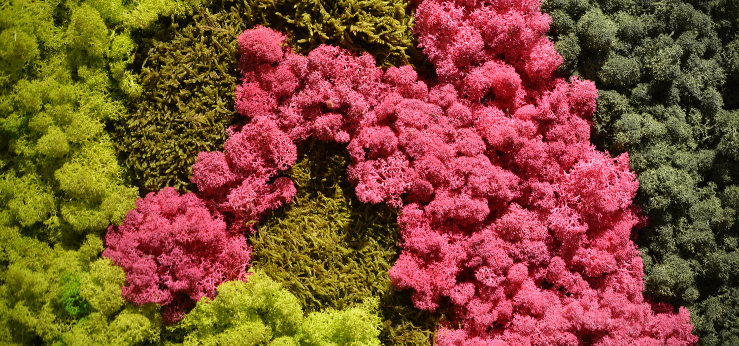 Magazinul de Licheni