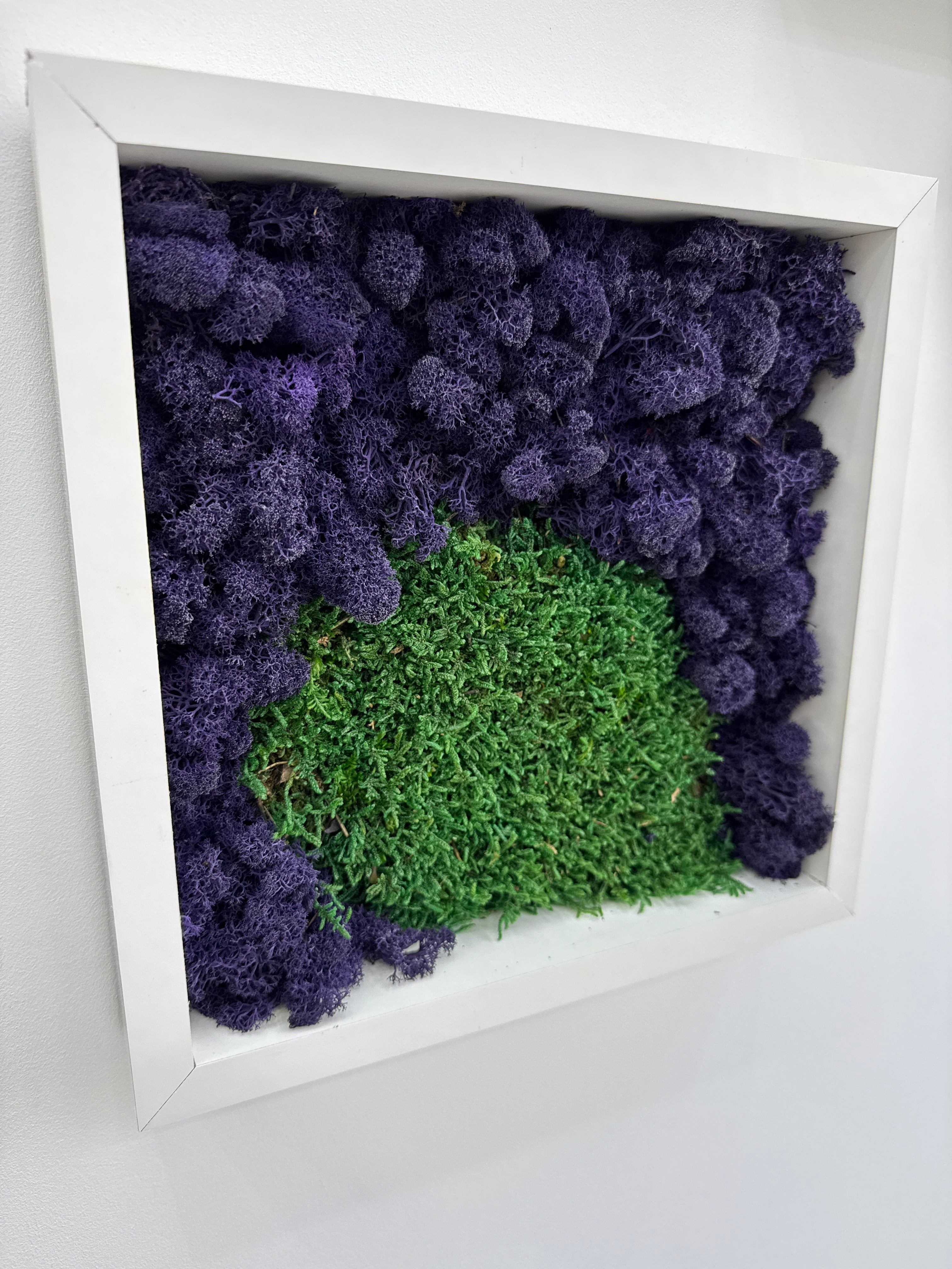 Decor de perete cu licheni naturali stabilizati in nuante mov si verde, incadrat in rama alba natur, integrat intr-un spatiu de bucatarie