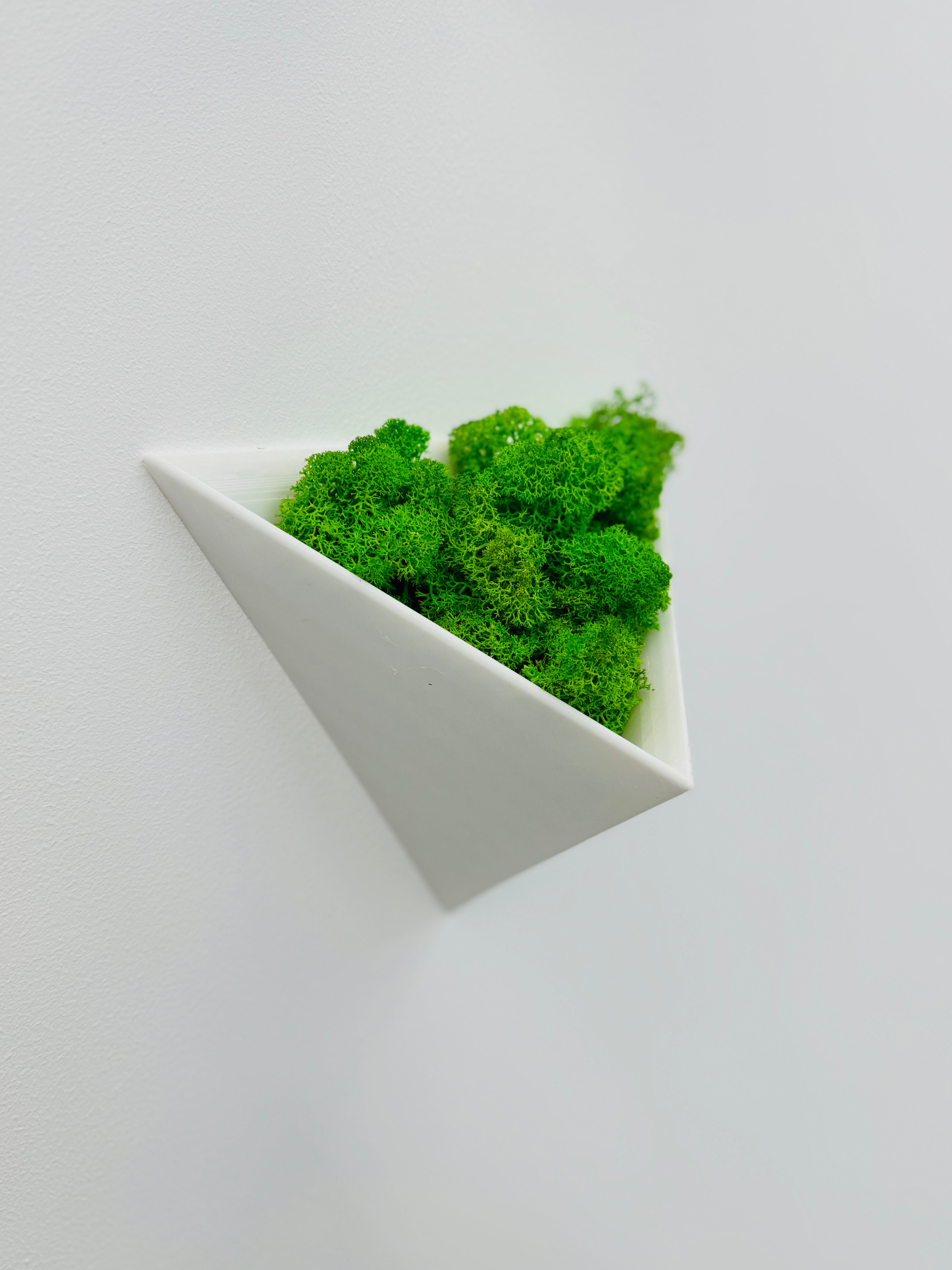Detaliu licheni naturali stabilizați într-o decorațiune geometrică de perete, textură verde natural