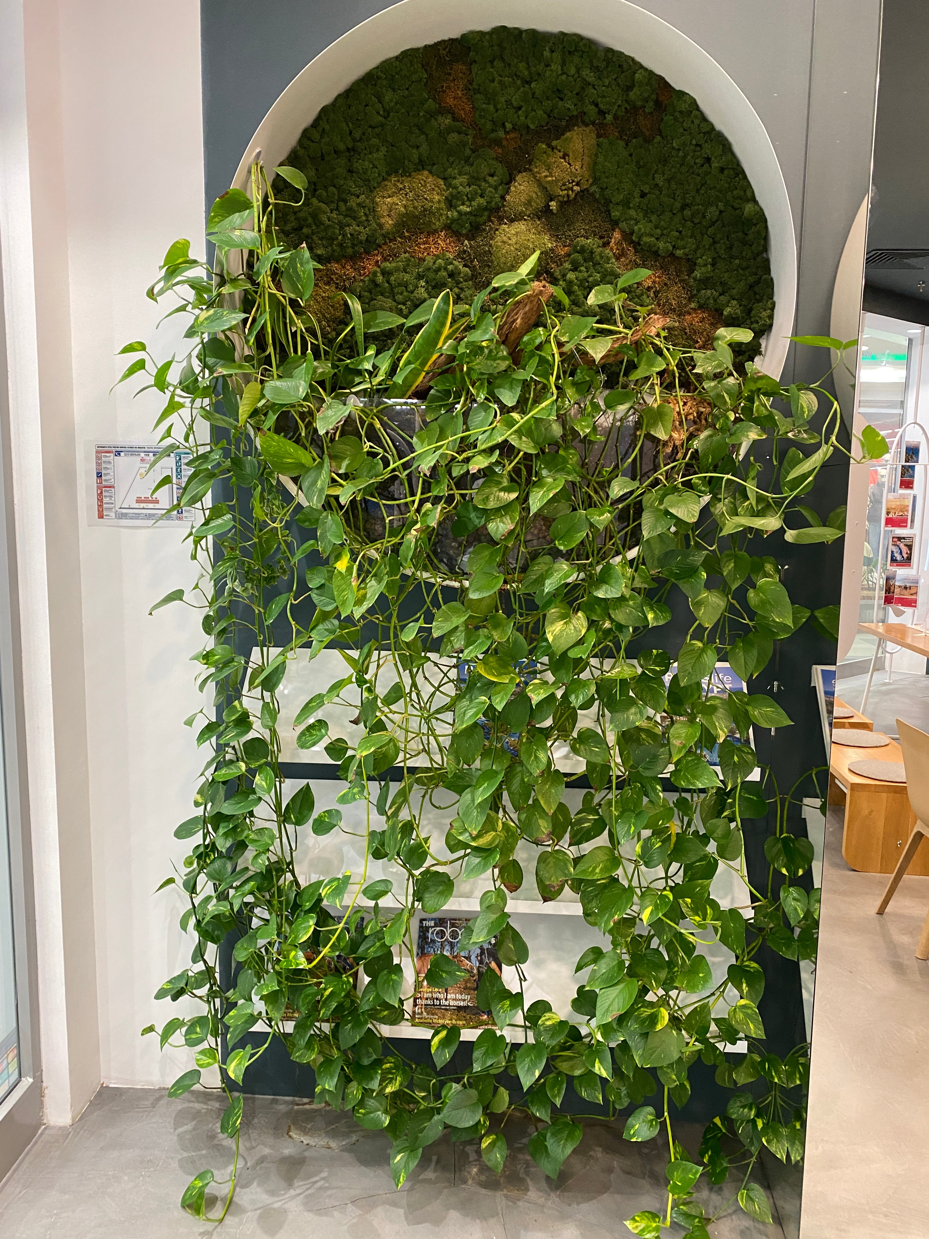 Decor biophilic mixt cu mușchi stabilizați și plante naturale curgătoare | design vertical
