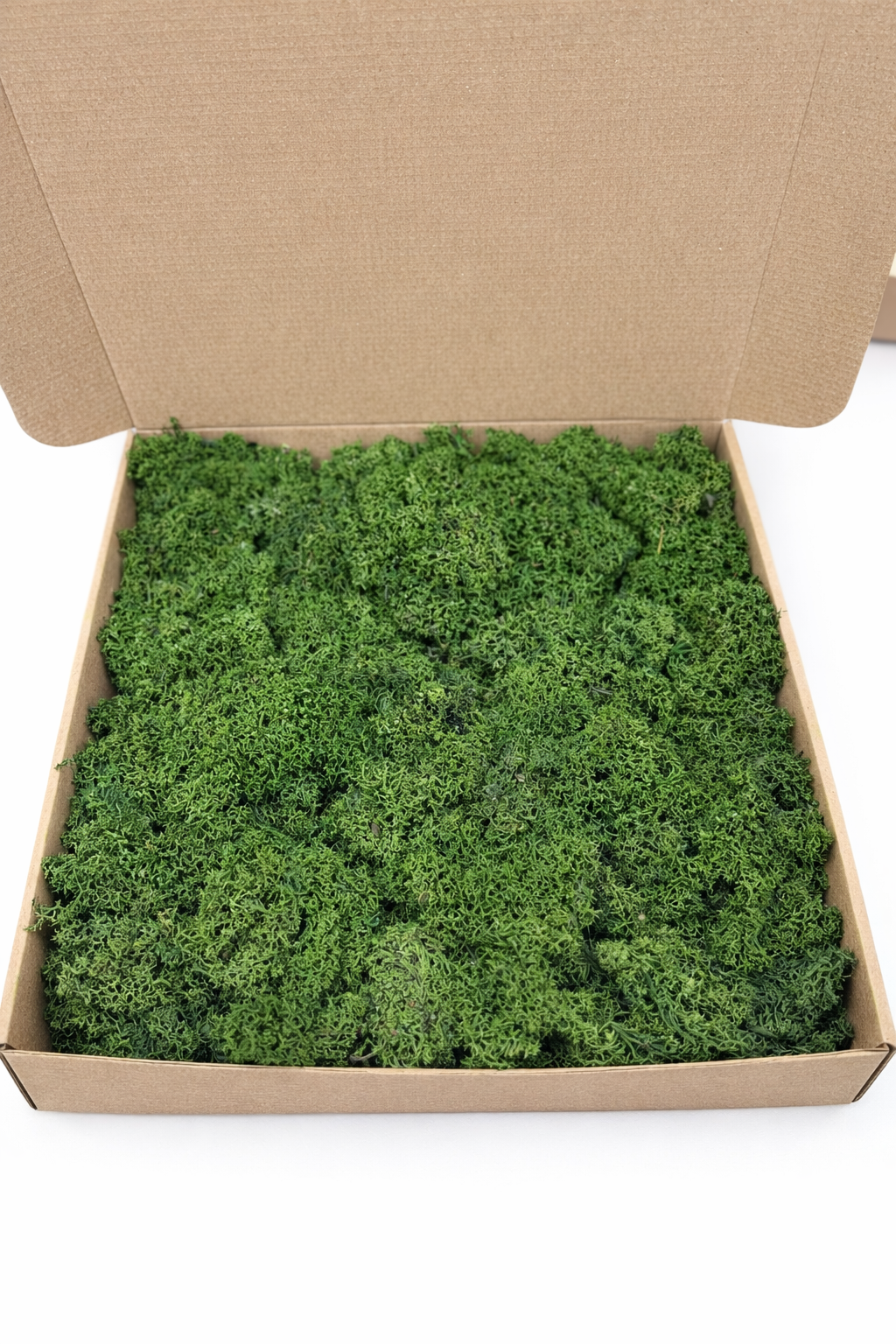 Cutia cu natura licheni decorativi verde brad 300 gr licheni ieftini