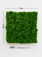 Adaugă un accent natural și modern în orice spațiu cu panoul fonoabsorbant cu licheni stabilizați verde natural. Textura volumetrică a lichenilor ajută la dispersia sunetului și poate contribui la reducerea ecoului și a reverberației din încăpere