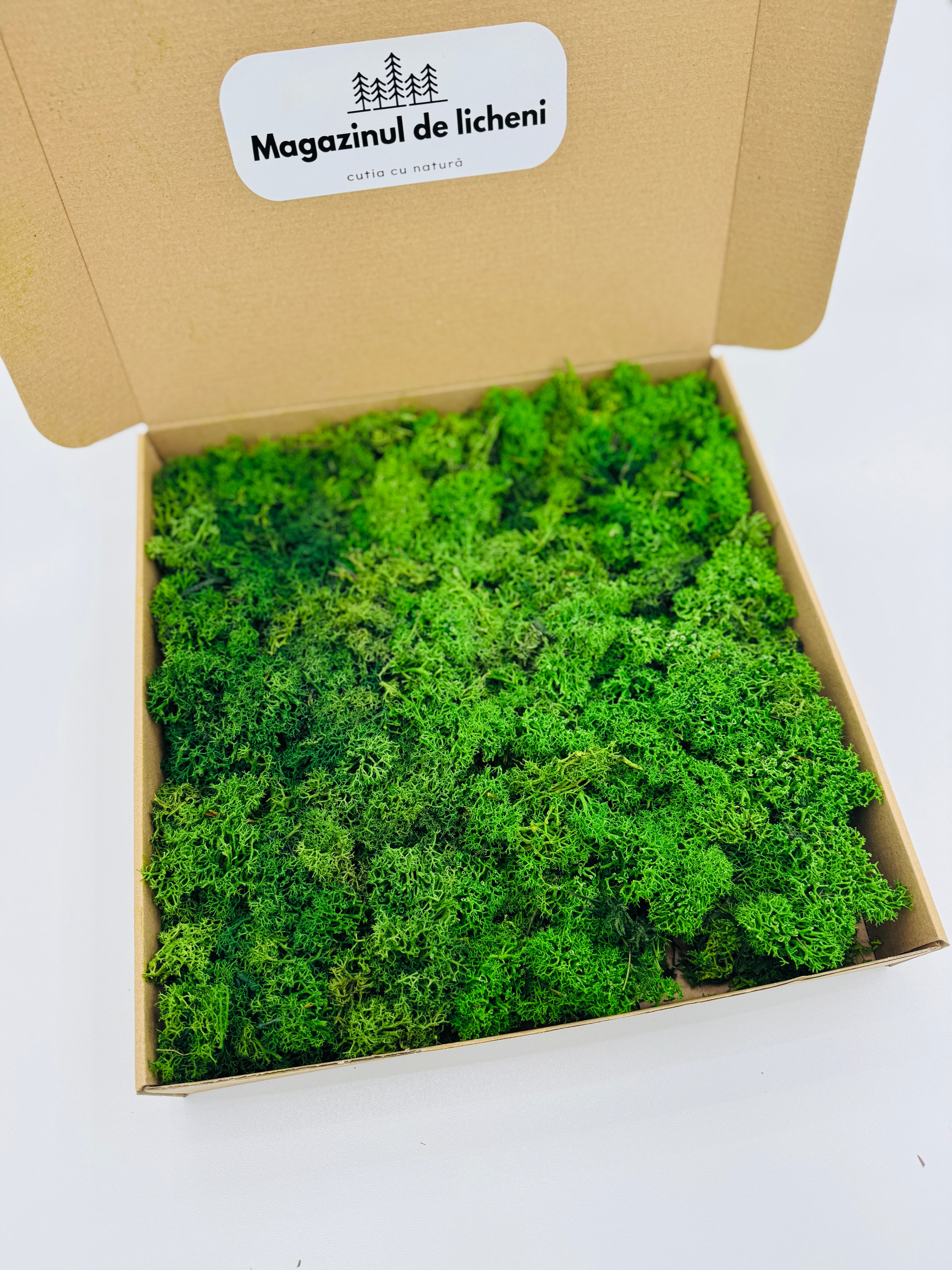 Textură licheni naturali stabilizați verde deschis și verde închis