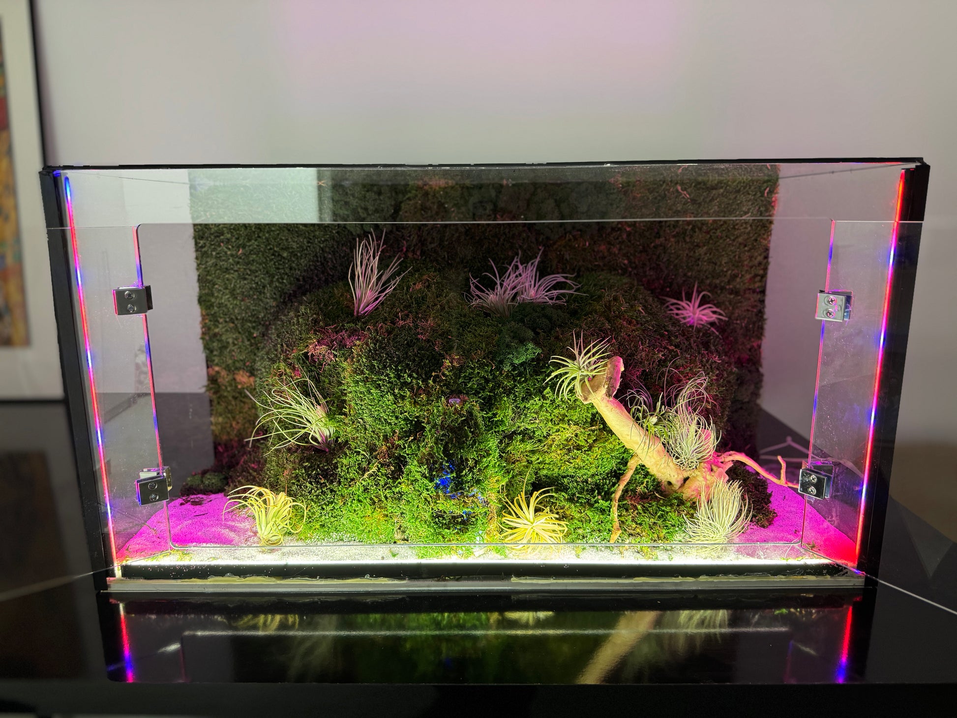 Interiorul este decorat cu mușchi naturali, plante aeriene (Tillandsia) și elemente botanice care recreează un peisaj natural în miniatură.