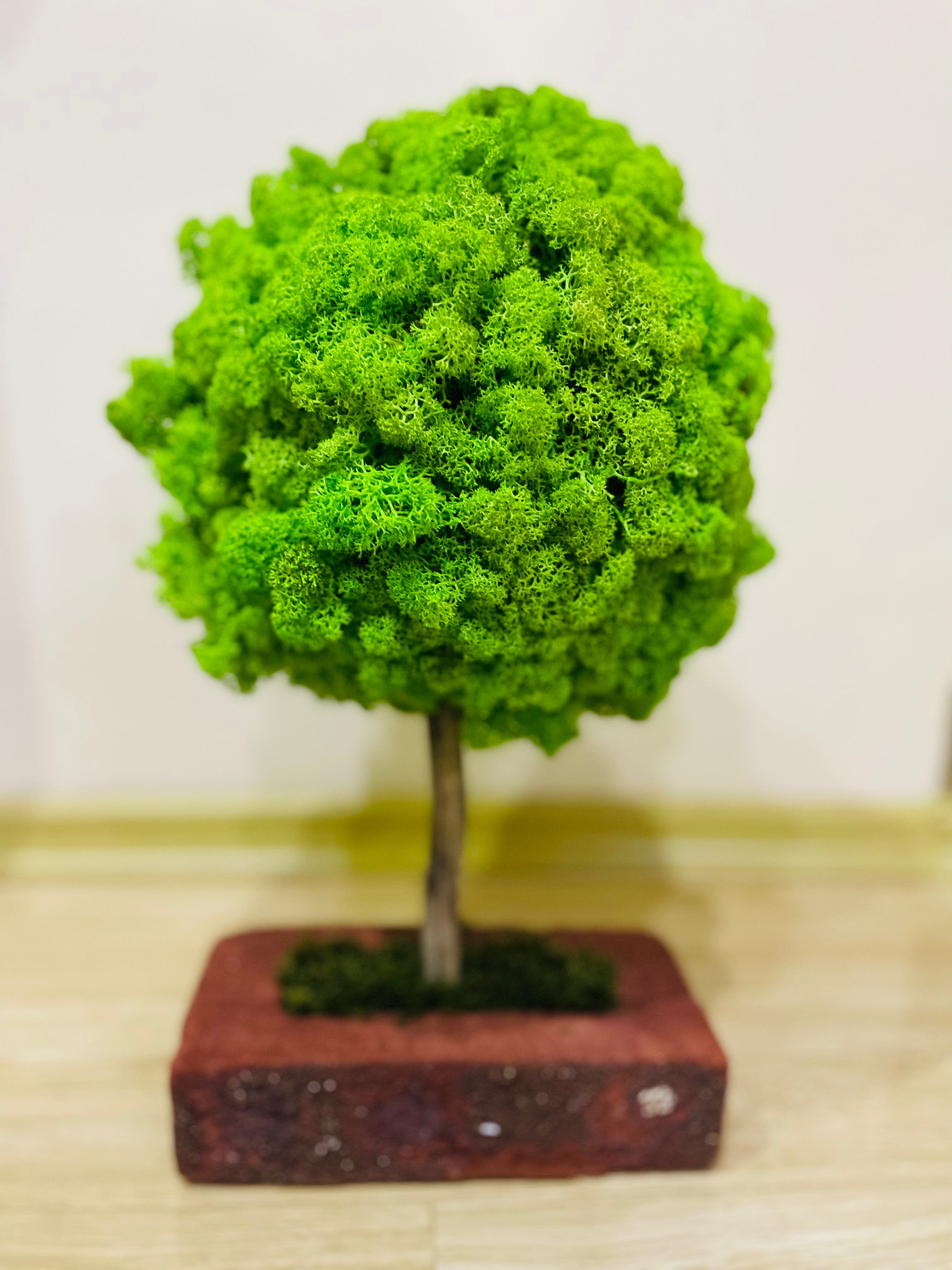 Cadou corporate personalizat din licheni stabilizați verde natural, cu logo gravat și design natural elegant.

