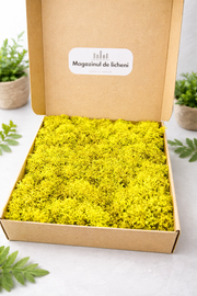 Licheni decorativi stabilizati pentru proiecte diy. Cutie de 350 gr de licheni