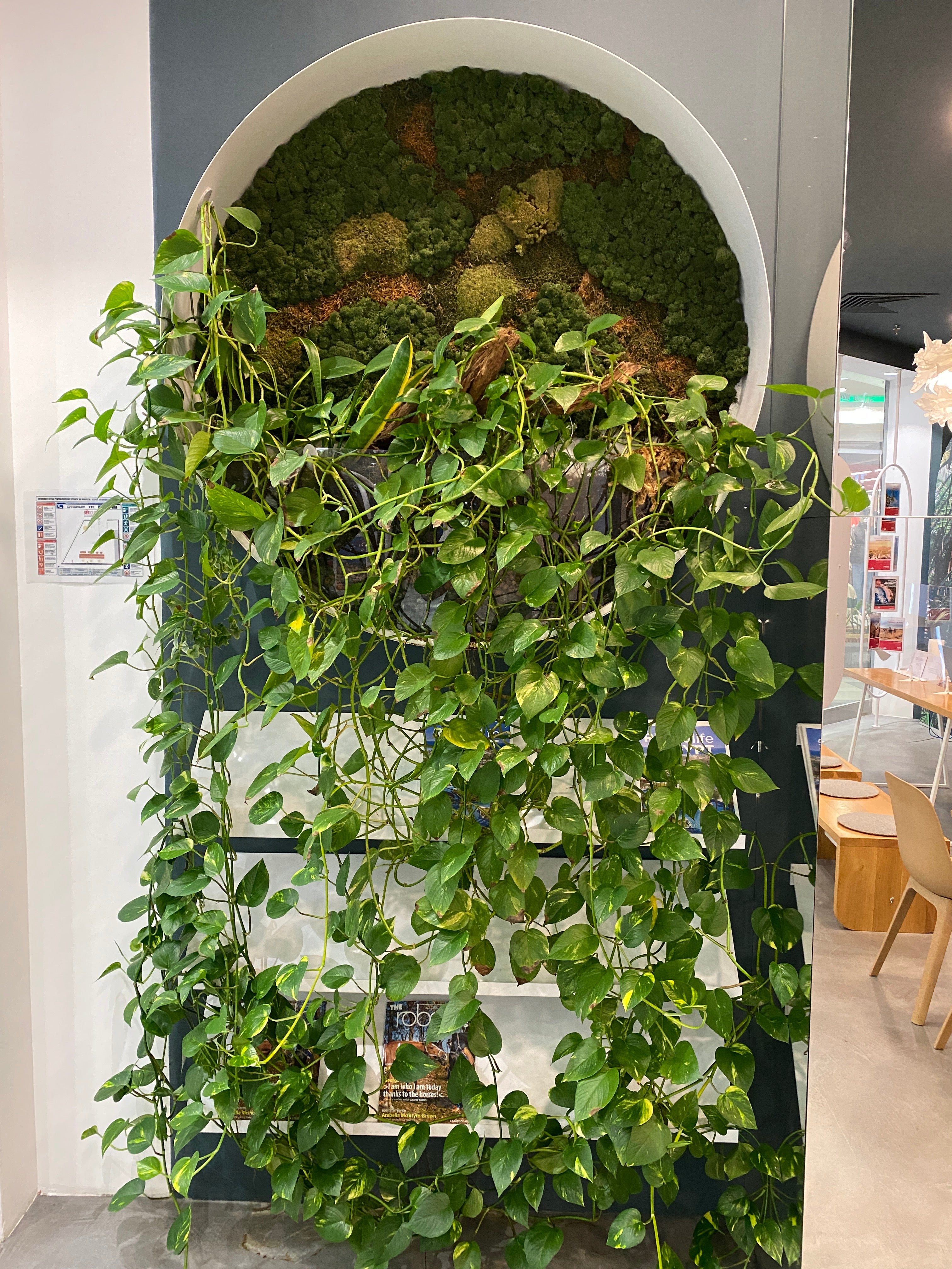 Decor vertical cu mușchi stabilizați și plante curgătoare naturale montate în rafturi, vedere frontală