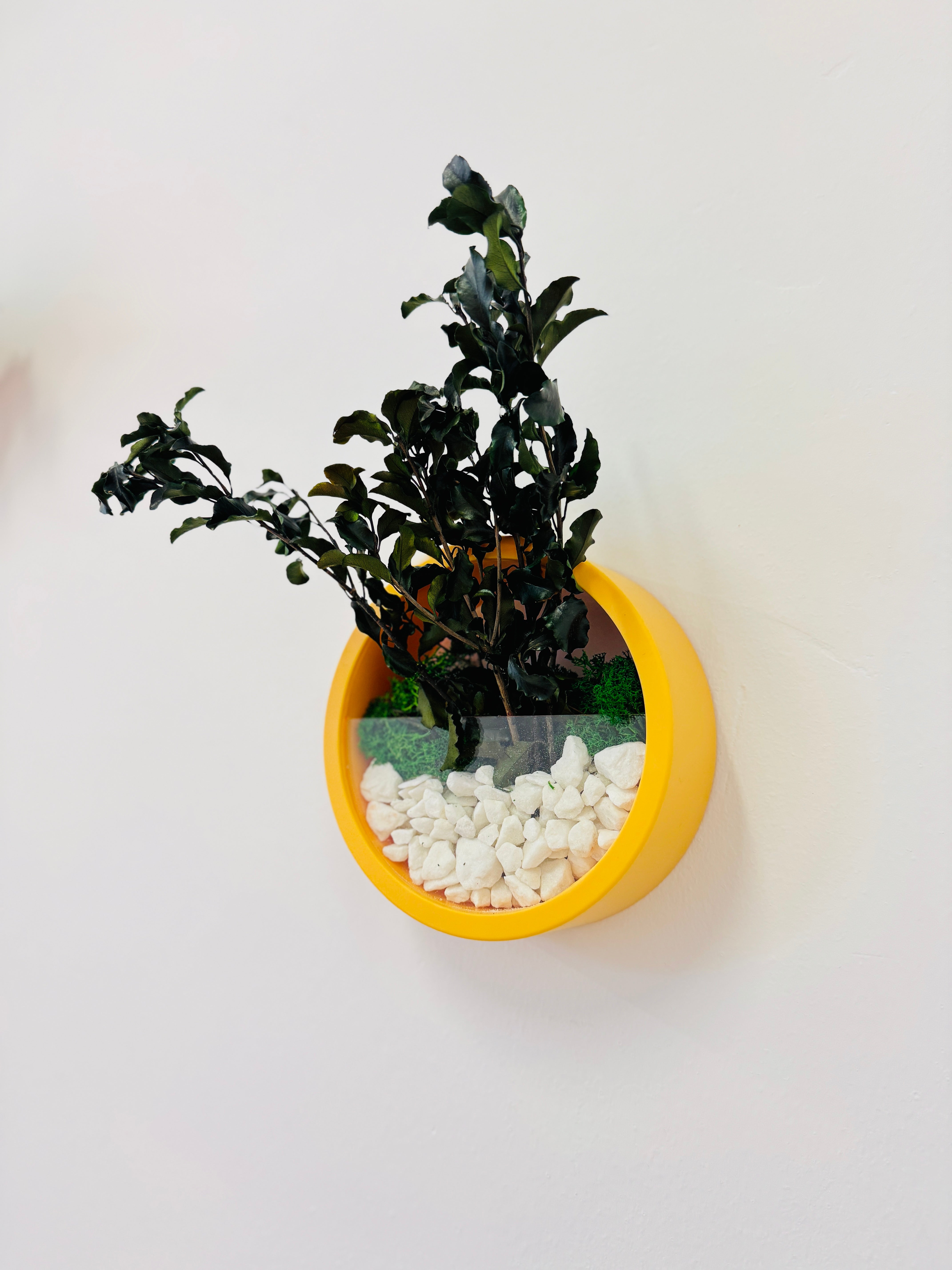 Decor rotund de perete cu ramă galbenă, diametru 18 cm, plante stabilizate și pietriș alb