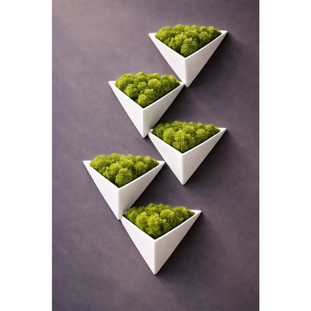 Decorațiune geometrică de perete cu licheni stabilizați alba
