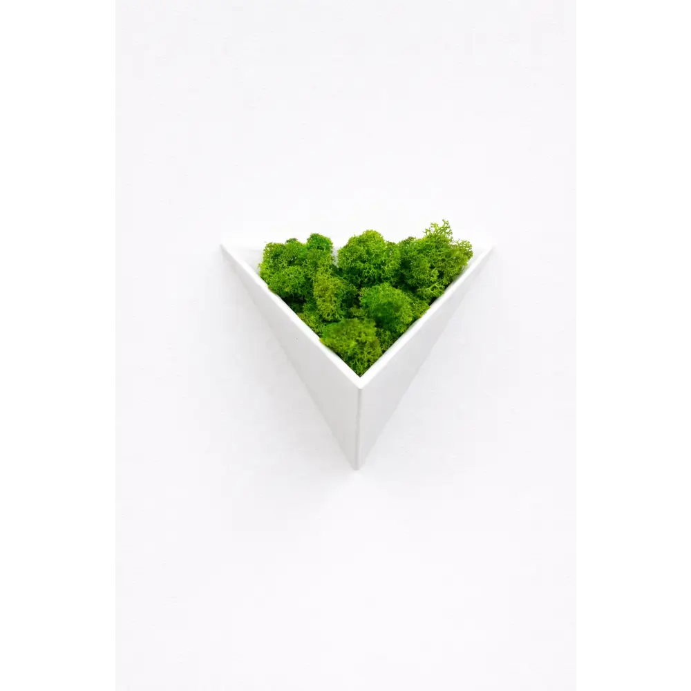Decorațiune geometrică de perete cu licheni stabilizați alba