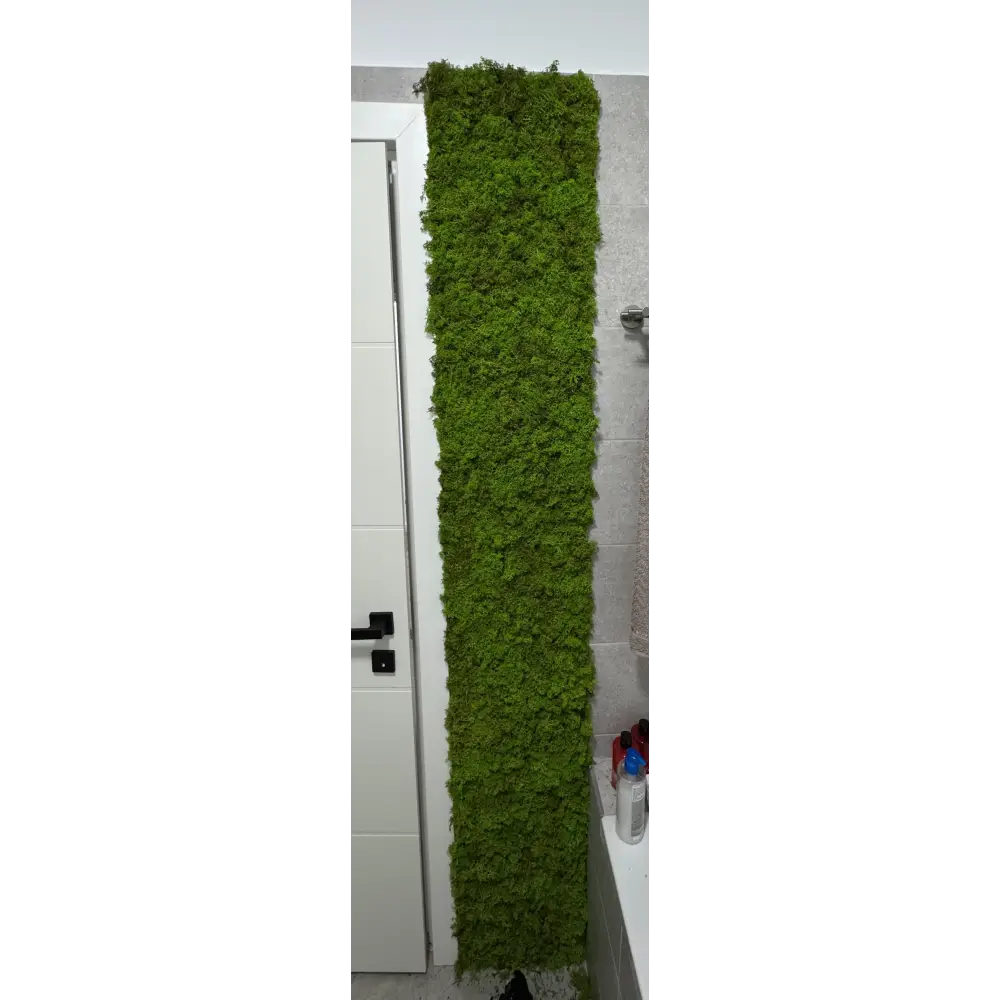 Fasie din licheni naturali potrivita pentru bai, toalete sau alte spatii interioare