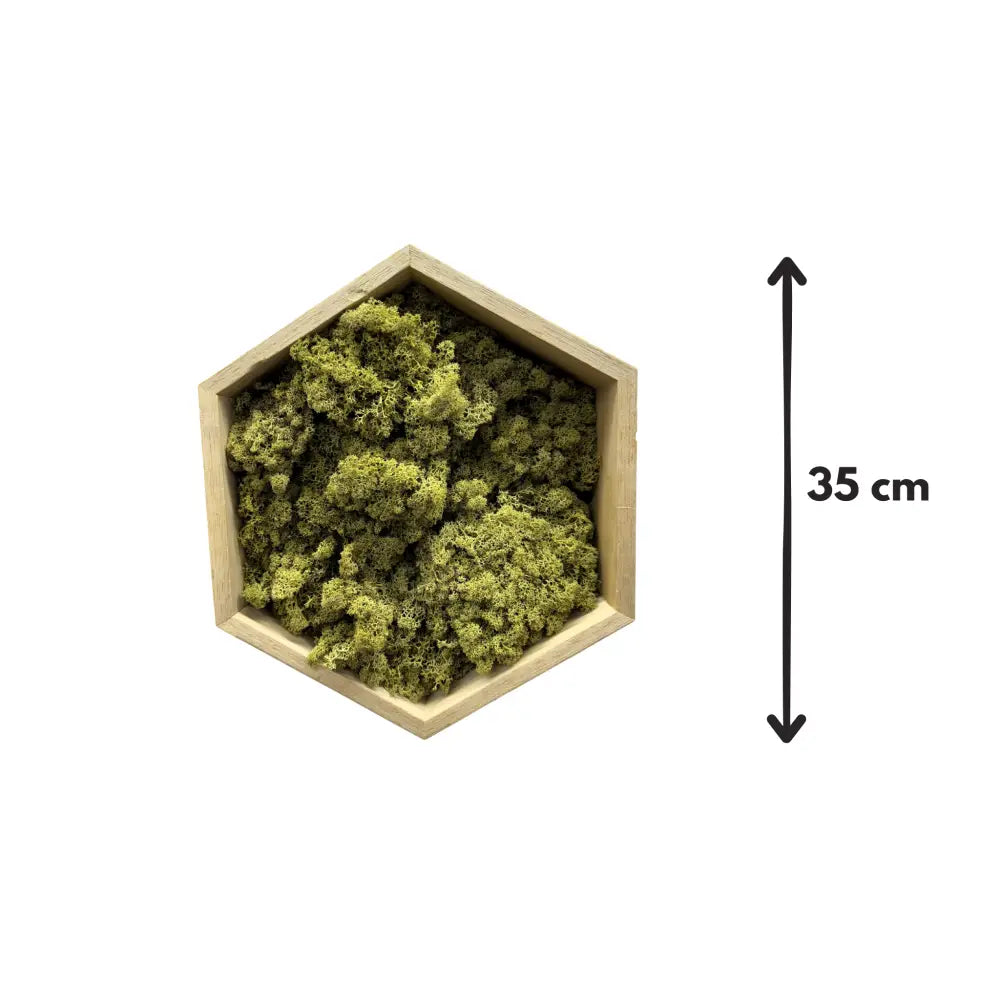 Hexagon decorativ cu licheni stabilizați – ramă lemn 35 cm