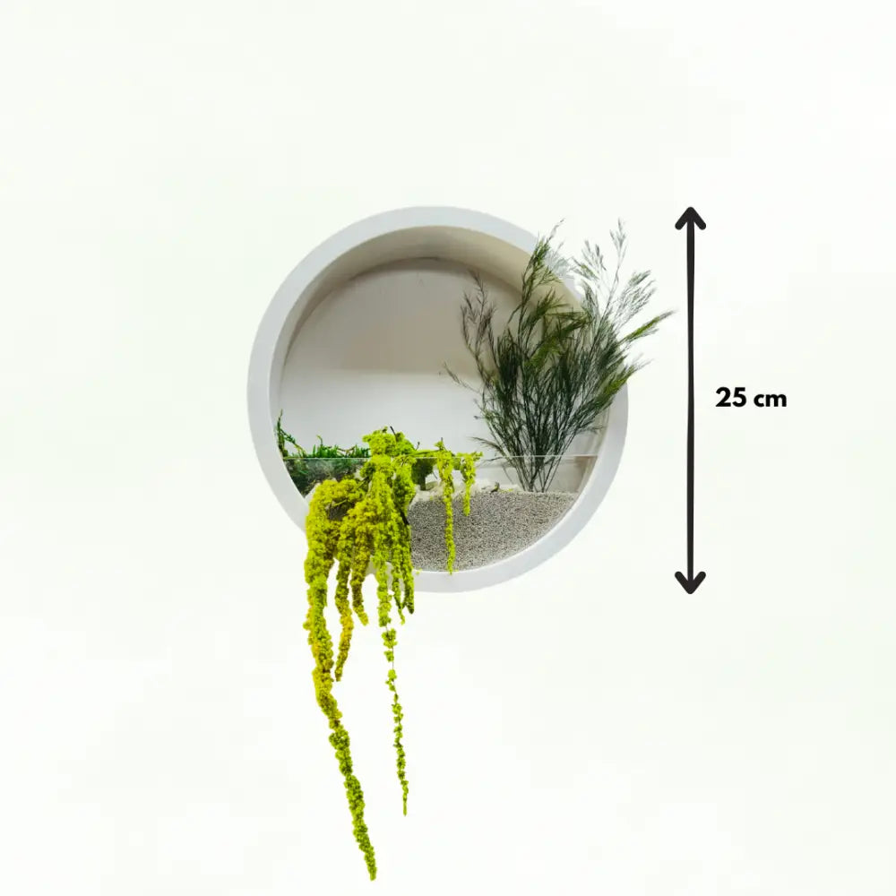 jardiniera perete, decor perete rotund, plante stabilizate, licheni, decor natural, design verde, cadou verde, decor interior

