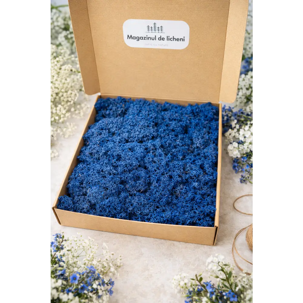 Licheni naturali stabilizați albastru 300 g în cutie 30x30 cm Magazinul de Licheni