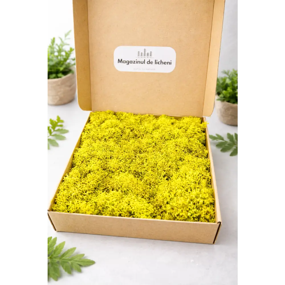 Licheni decorativi stabilizati pentru proiecte diy. Cutie de 350 gr de licheni