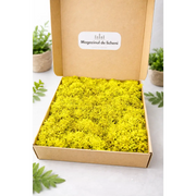 Licheni decorativi stabilizati pentru proiecte diy. Cutie de 350 gr de licheni