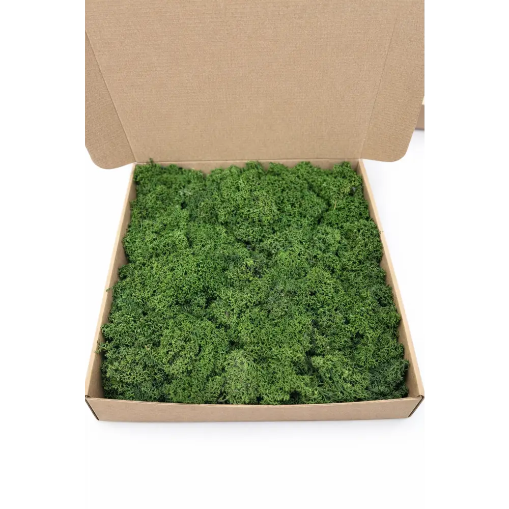 Licheni stabilizați decorativi Verde Brad– cutie 30×30 cm | 300 g