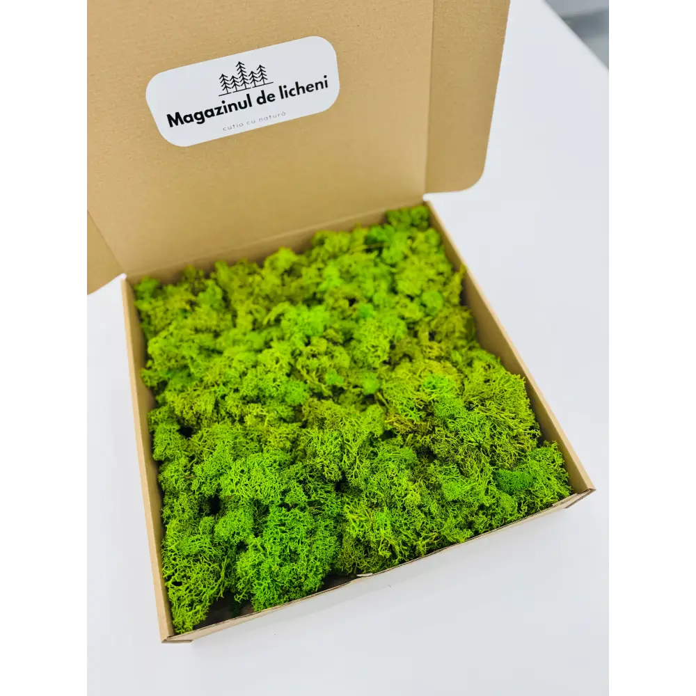 Textură licheni stabilizați verde deschis pentru tablouri și decor interior DIY