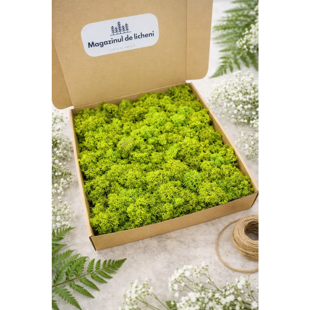 Licheni naturali stabilizați verde deschis 300 g în cutie 30x30 cm Magazinul de Licheni