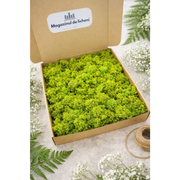 Licheni naturali stabilizați verde deschis 300 g în cutie 30x30 cm Magazinul de Licheni