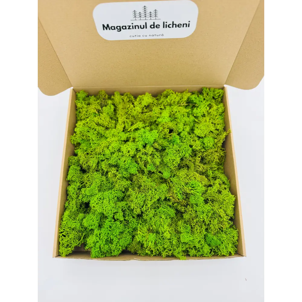 Licheni stabilizați verde crud pentru proiecte DIY și panouri decorative
