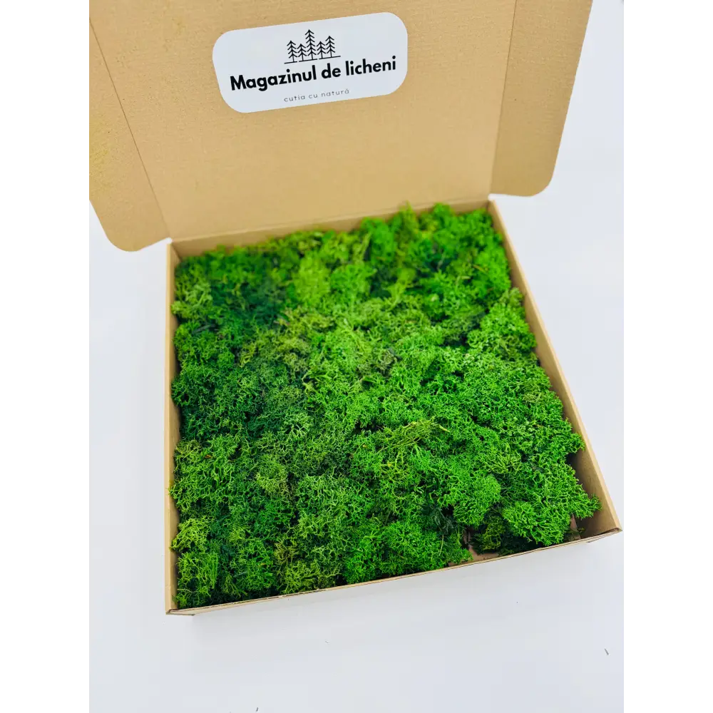 Licheni stabilizați decorativi Verde Inchis – cutie 30×30 cm | 300 g