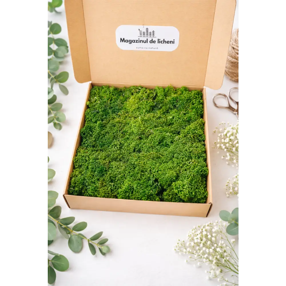 Licheni stabilizați decorativi Verde Inchis – cutie 30×30 cm | 300 g - 300 gr