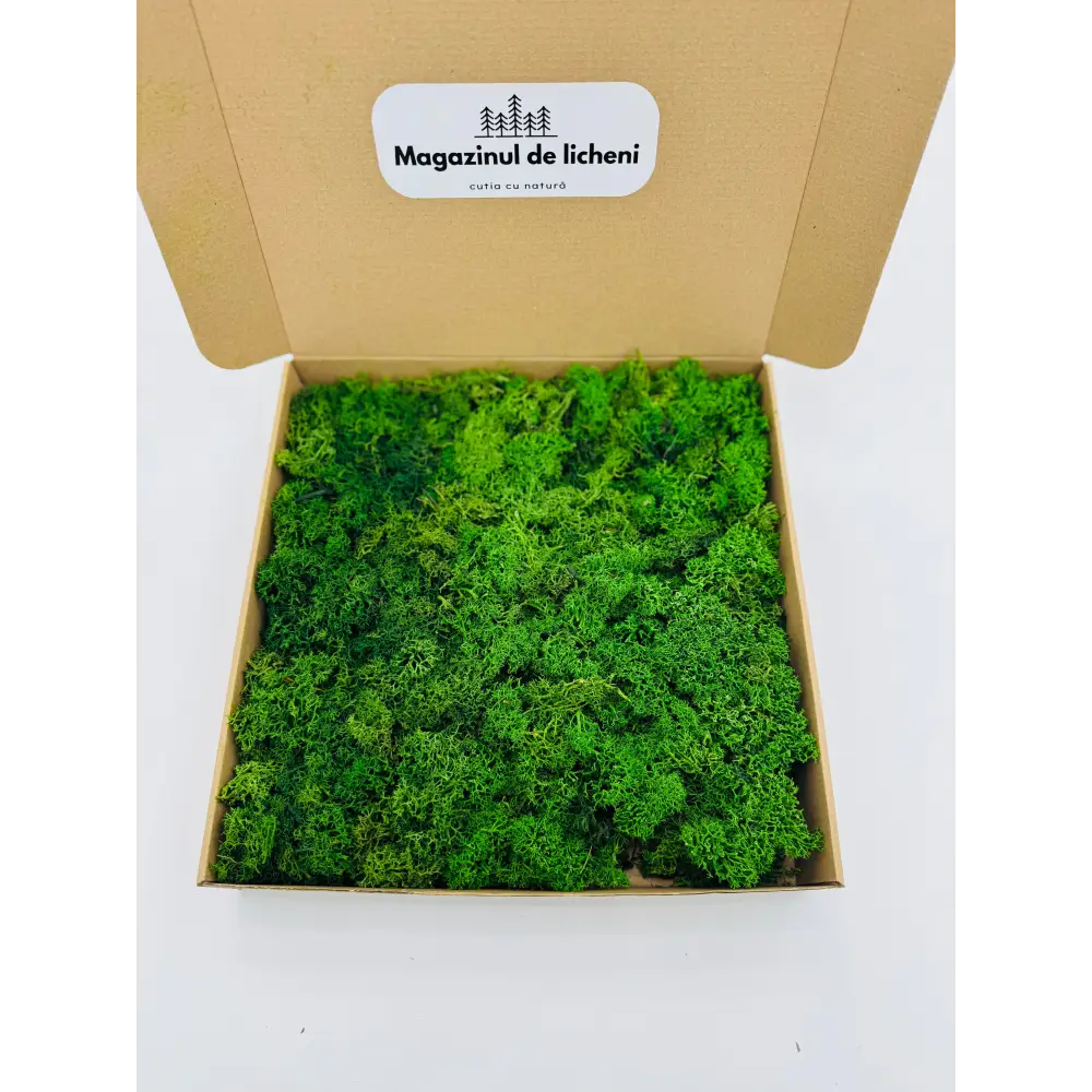 Licheni stabilizați decorativi Verde Inchis – cutie 30×30 cm | 300 g
