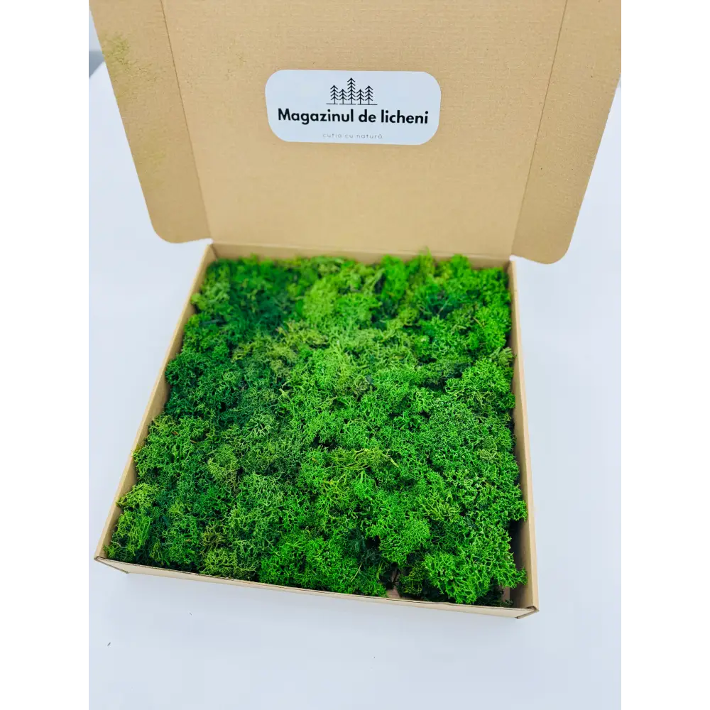 Licheni stabilizați decorativi Verde Inchis – cutie 30×30 cm | 300 g
