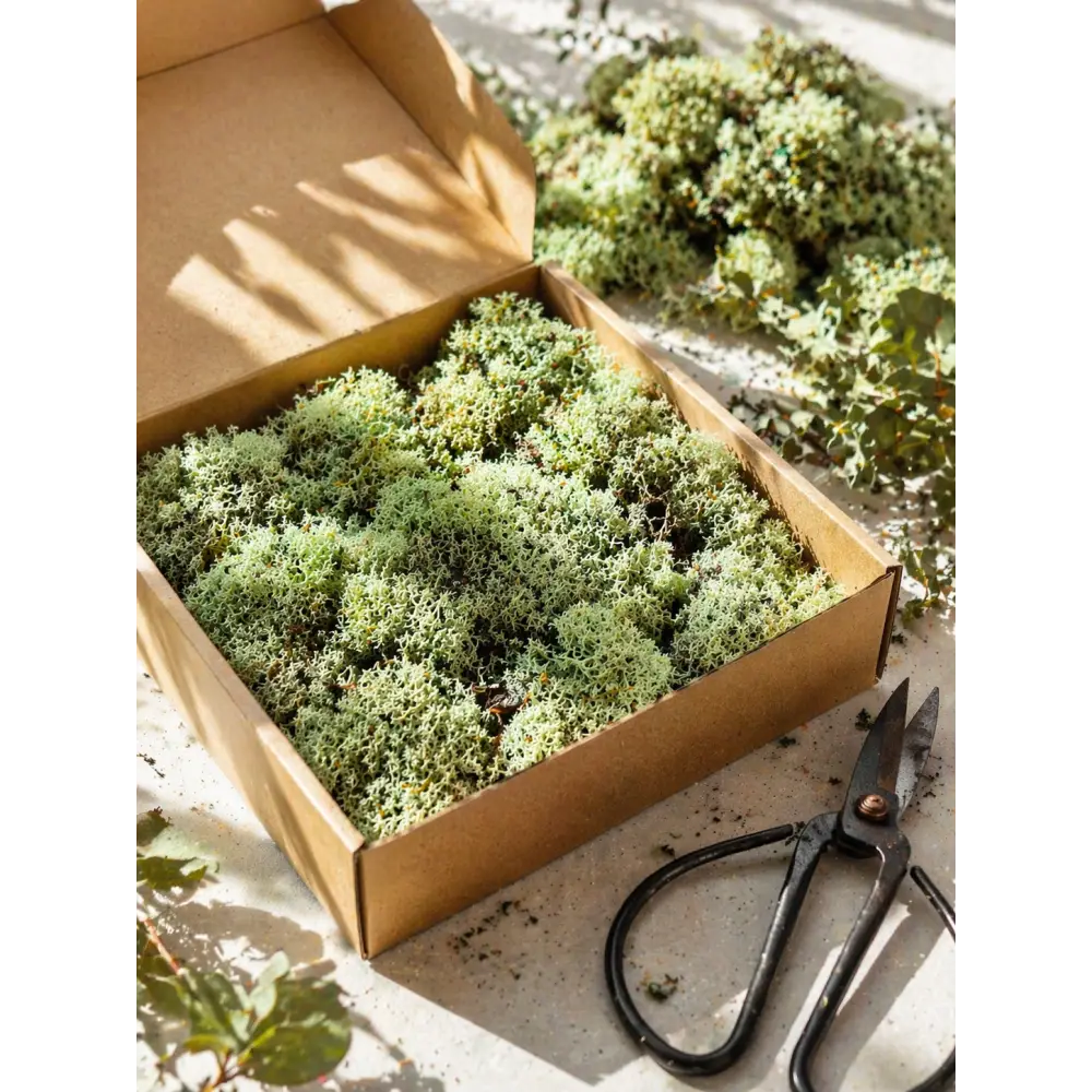 Licheni stabilizați decorativi Verde Menta– cutie 30×30 cm | 300 g