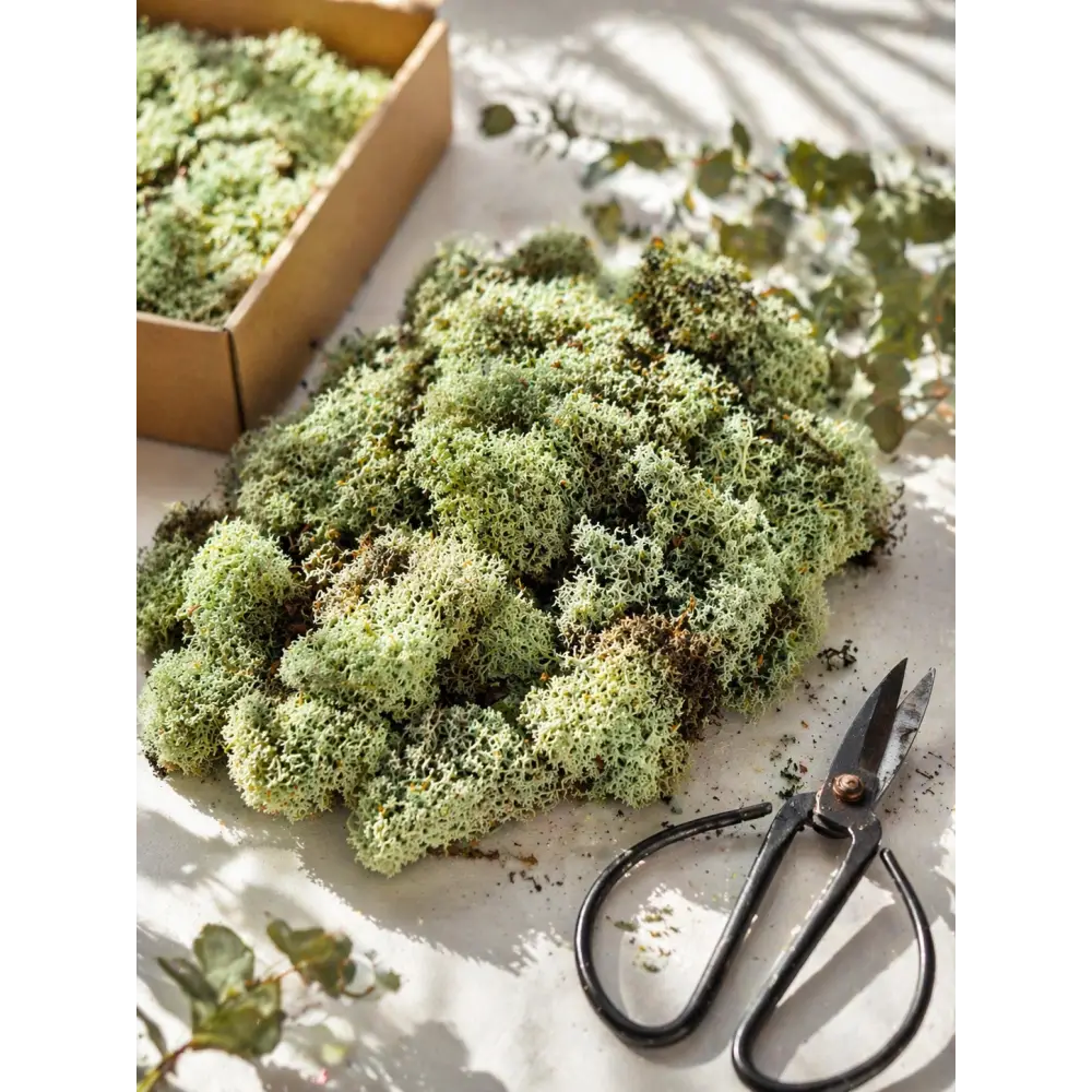 Licheni stabilizați decorativi Verde Menta– cutie 30×30 cm | 300 g