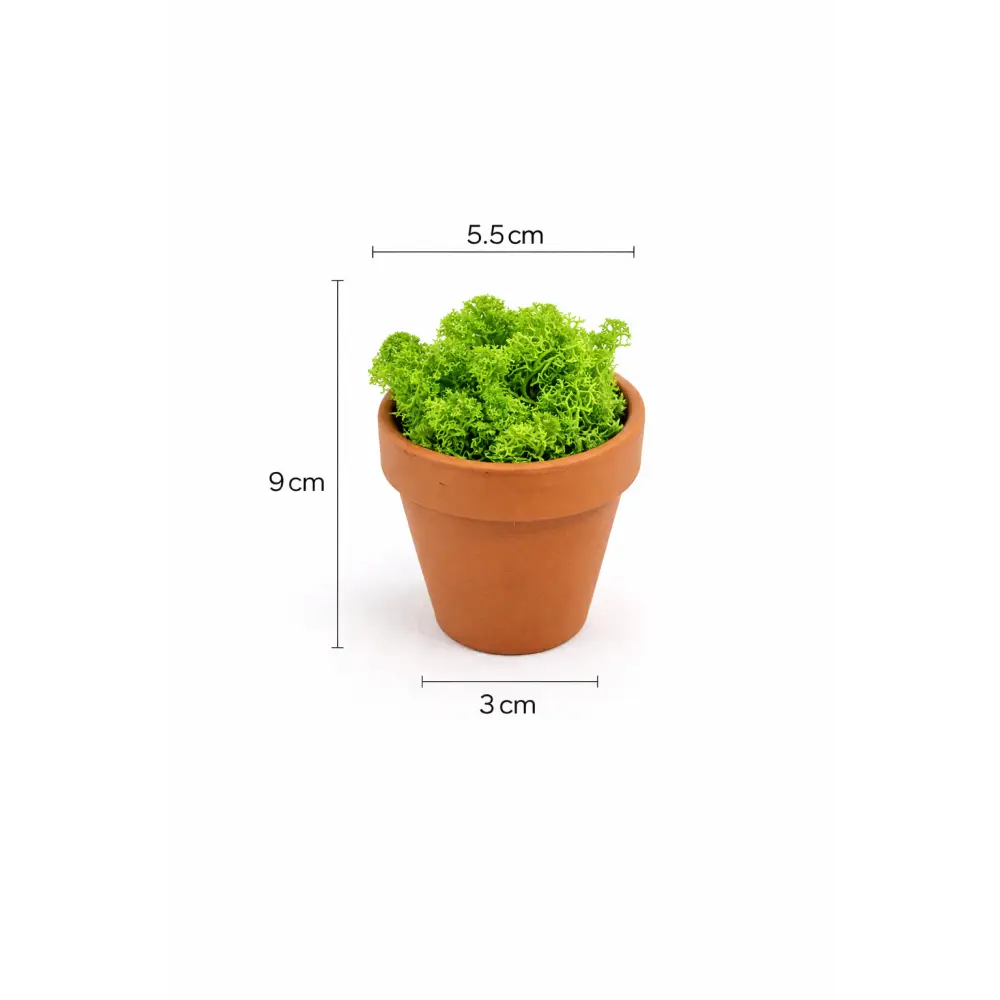 Mărturie pentru evenimente | Mini ghiveci cu licheni stabilizați