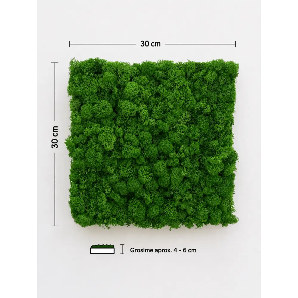 Adaugă un accent natural și modern în orice spațiu cu panoul fonoabsorbant cu licheni stabilizați verde natural. Textura volumetrică a lichenilor ajută la dispersia sunetului și poate contribui la reducerea ecoului și a reverberației din încăpere