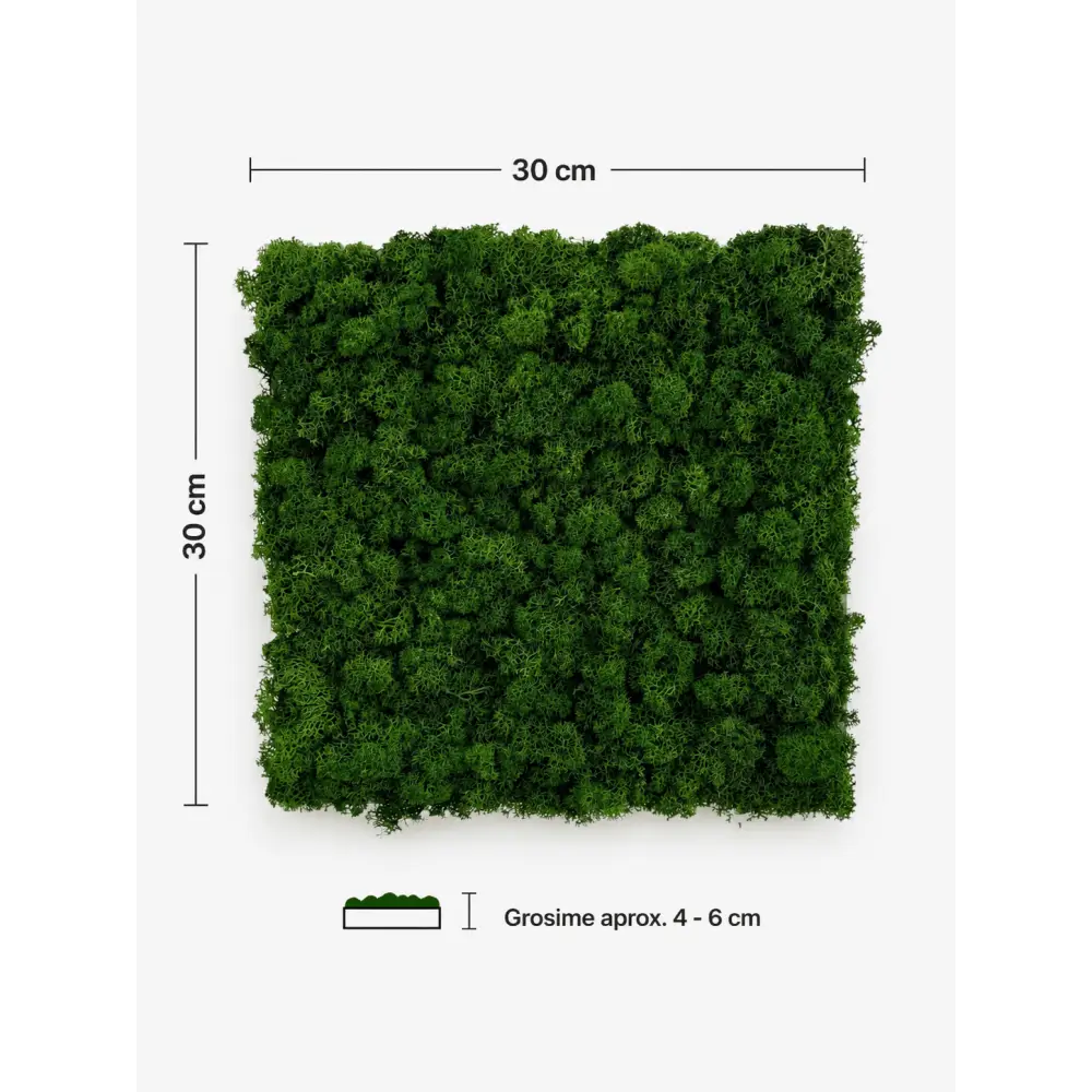 Panou fonoabsorbant cu licheni stabilizați verde padure, 30x30 cm, grosime 4-6 cm. Ideal pentru podcast, birou, studio și decor acustic.
