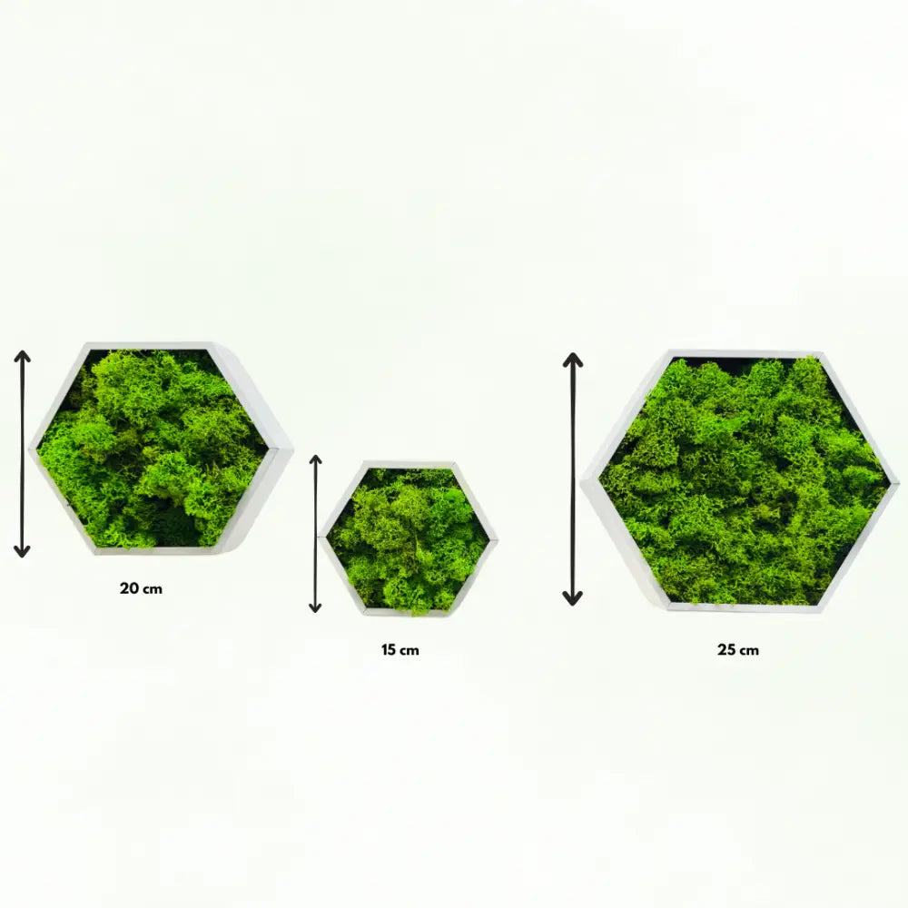 Set decorativ cu rame hexagonale albe umplute cu licheni stabilizați verzi, montate pe perete