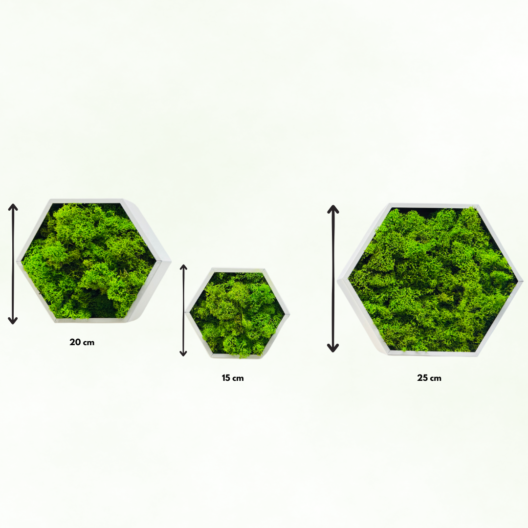 Set decorativ cu rame hexagonale albe umplute cu licheni stabilizați verzi, montate pe perete