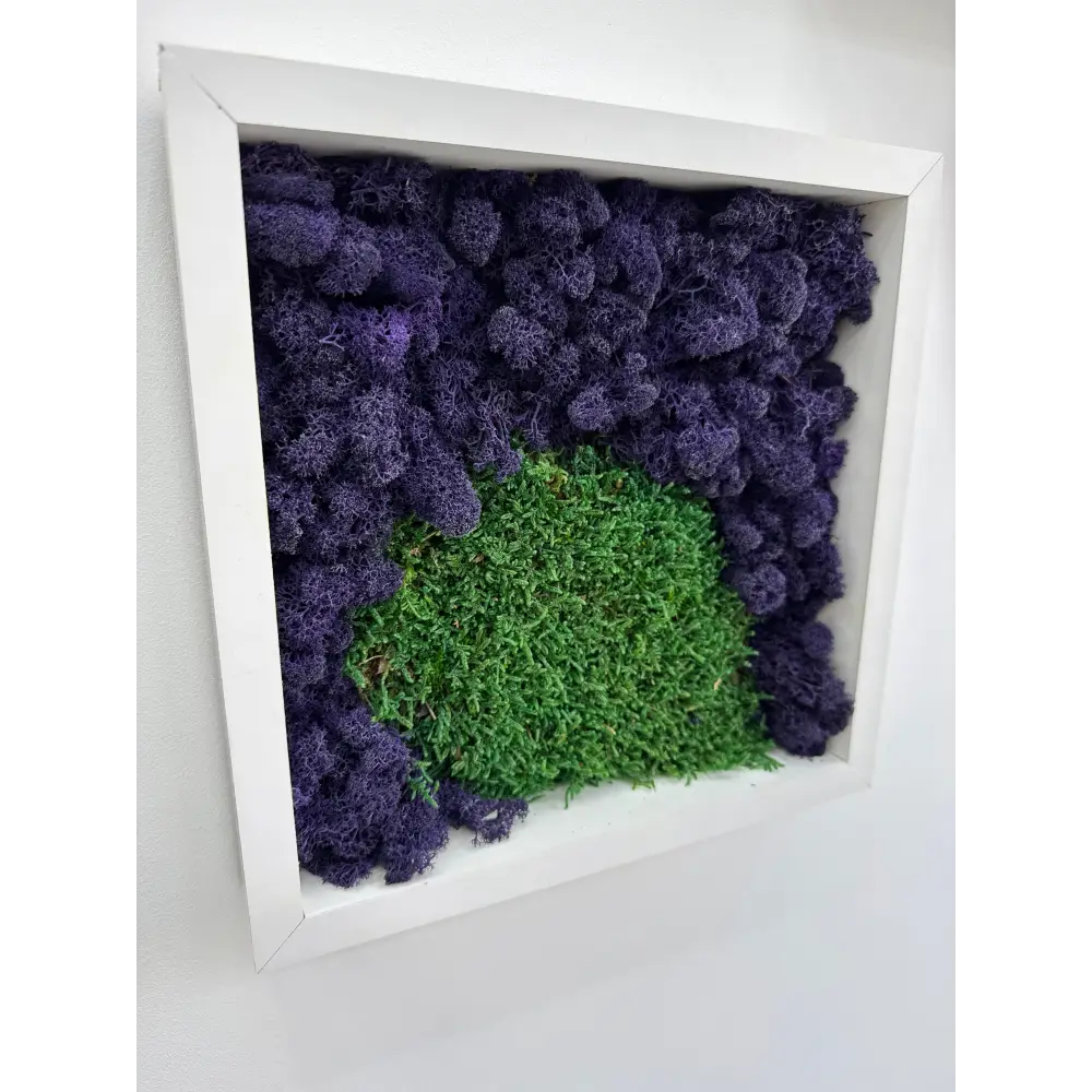Decor de perete cu licheni naturali stabilizati in nuante mov si verde, incadrat in rama alba natur, integrat intr-un spatiu de bucatarie