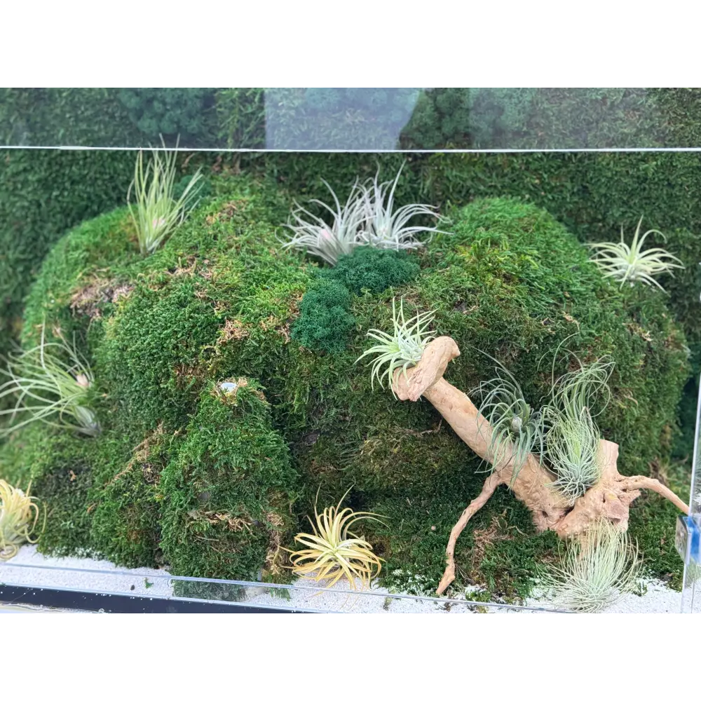 Terariu cu plante aeriene mușchi si licheni stabilizați LED