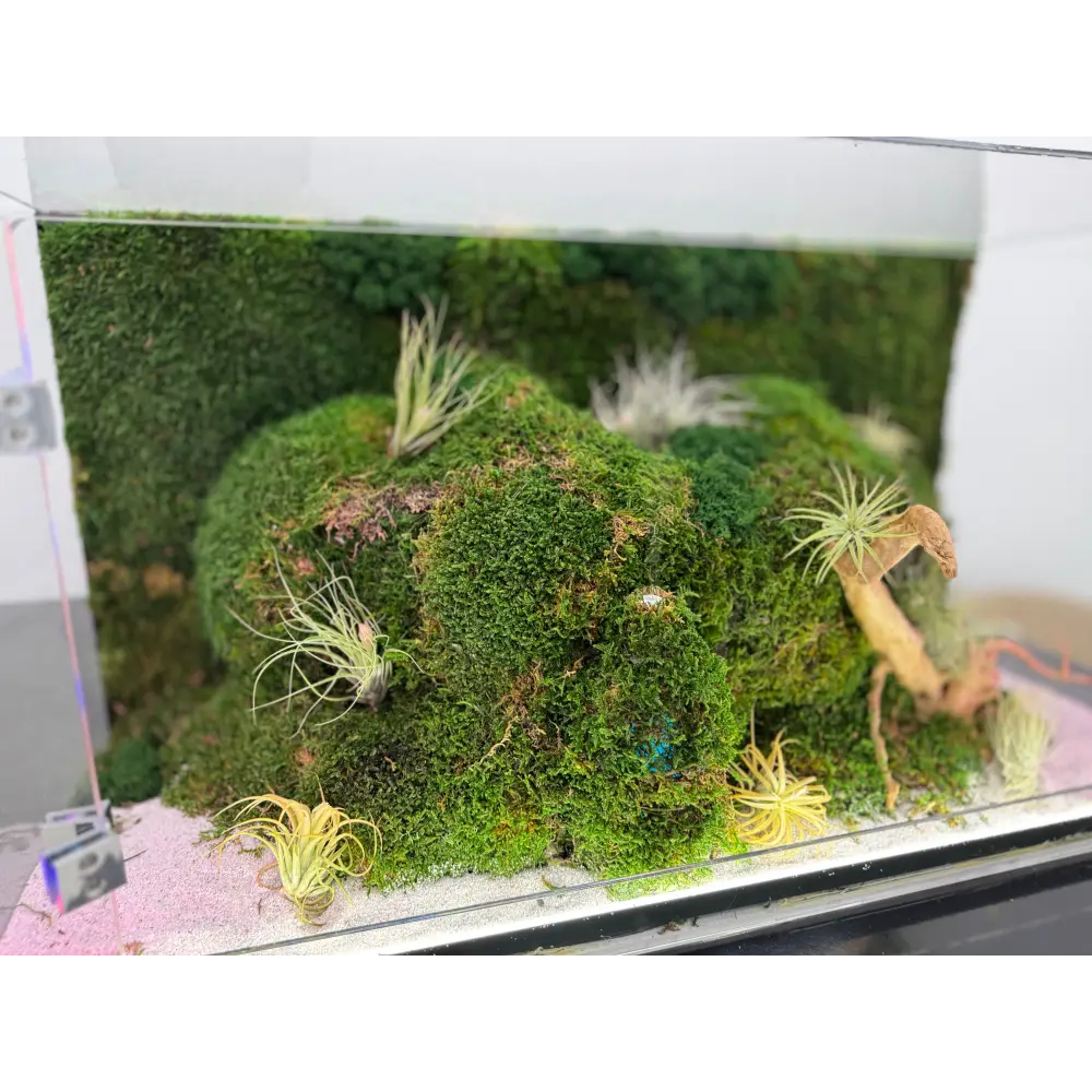 Terariu cu plante aeriene mușchi si licheni stabilizați LED